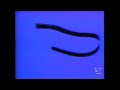 Kid Time Video