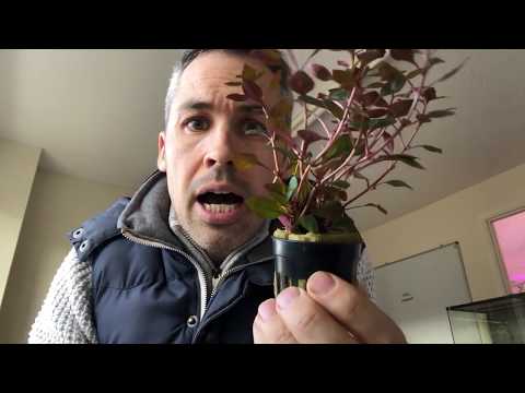Ludwigia Mini Super Red - Fast Growing Aquarium Plant, Easy, Great Colours, up to 30cm height