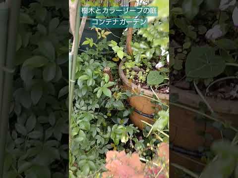 菜園コンテナを構築するにはどうすればよいですか?なぜコンテナでガーデニングをするのか？応援ビデオ  庭園