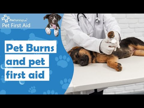 Pet Burns and pet first aid