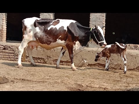 frizan cross cow for sale (03014865352)on youtube.13-8-22