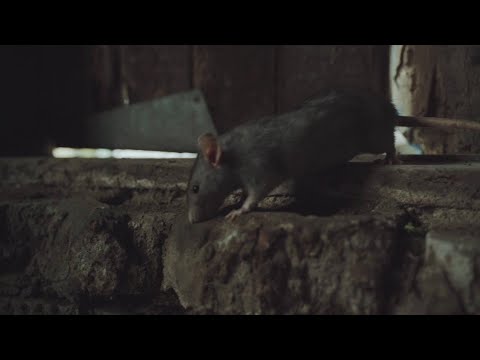 NYC’s New Rat Action Plan