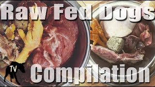 Download lagu ASMR 2 hours of Dog Eating Raw Food Mukbang Compilation mp3