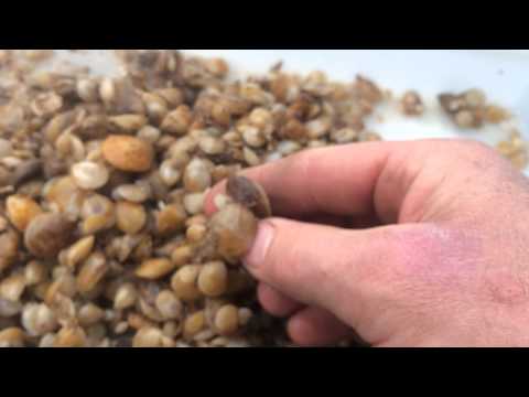 download lagu mp3 mp4 Lamp Shell, download lagu Lamp Shell gratis, unduh video klip Lamp Shell