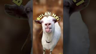 Download lagu Eid al-Adha is on May 27th?! So I remember the song... mp3