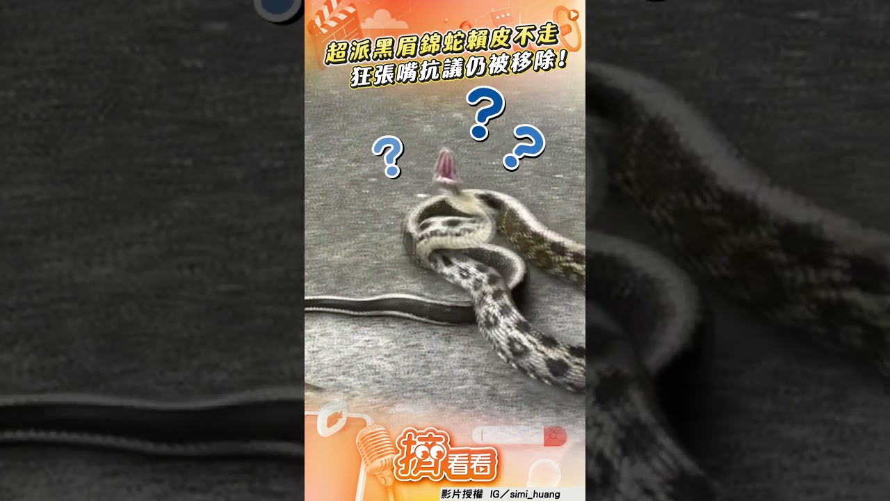 影音／黑眉錦蛇占機車「賴皮不走」　勇者徒手移除遭張嘴抗議！