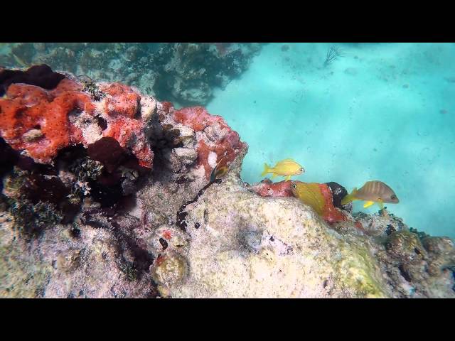 Lobster, stingrays, pufferfish, and coral reef. Snorkeling Key West, April 2016