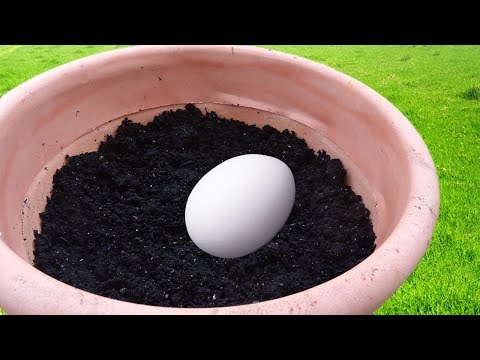 , title : 'Bury An Egg In Your Garden Soil and What Happens A Few Days Later Will Surprise You'
