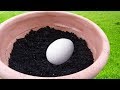 Bury An Egg In Your Garden Soil and What Happens A Few Days Later Will Surprise You