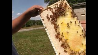 Honey Bee Swarm On Acorn  Plastic Frames and Plastic Foundation