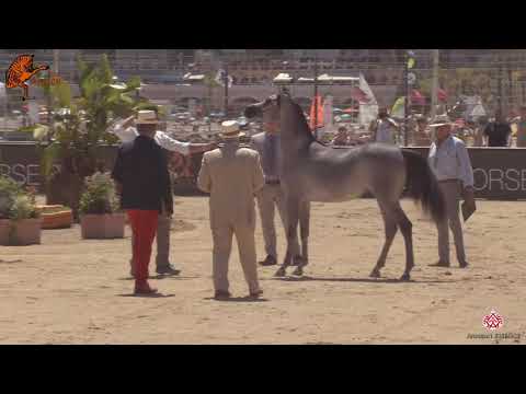 N 5 HAWA AL SHAQAB   2020 Menton Mediterranean and Arab Countries Arabian Horse Championship   Yearl
