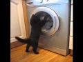 Cat Fights Washing Machine