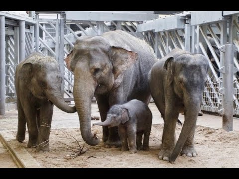 Elephants Arrive | Prague Zoo