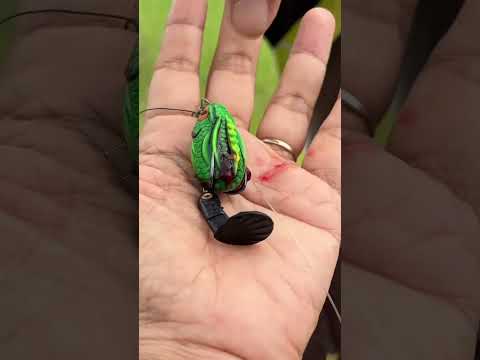 สุดยอดเลย ⁉️งับปั๊บ ติดแน่นอน #เหยื่อตกปลา #fishing #fish #ครูหนูเกษตรทำเงิน