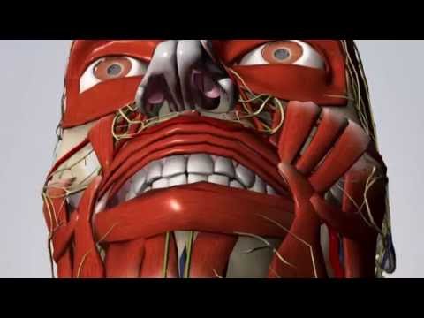 Sistemi i Qarkullimit te Gjakut 3D