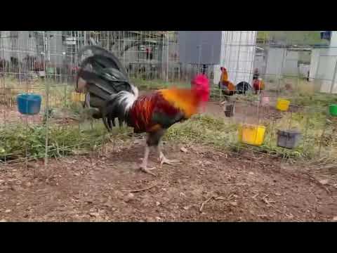 Semental blue face Bill morris