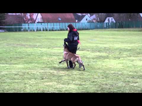 Geronimo de Alphaville Bohemia 7 month (defence+obedience)