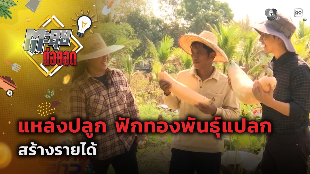 แหล่งปลูก "ฟักทองพันธุ์แปลก" สร้างรายได้ | ตะลุยต่อ?