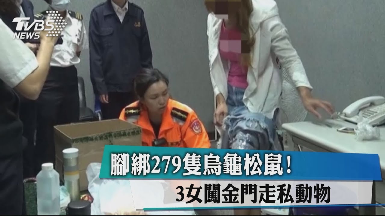 腳綁279隻烏龜松鼠! 3女闖金門走私動物