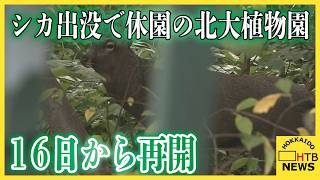シカ出没で休園の北大植物園　安全確認できょう（１６日）から再開