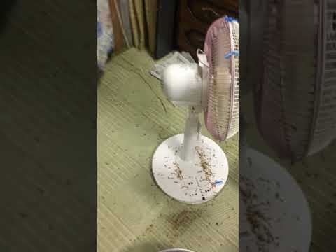 ネズミが嫌いなペパーミント精油の匂いは何ですか