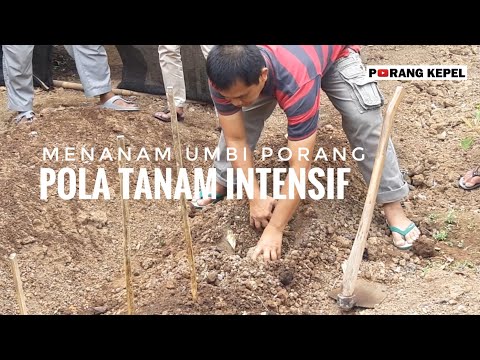 cara menanam umbi porang pola tanam intensif - porang kepel Full HD
