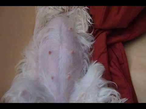 56 days - My Maltese is pregnant
