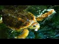 Takoyaki Sea Turtle Park In Japan Japanese Food