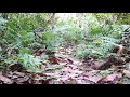 20 Chimpanzees Captured On One Camera Trap In Tofala