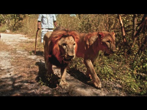 LEÏTI - B+ (Official Video)