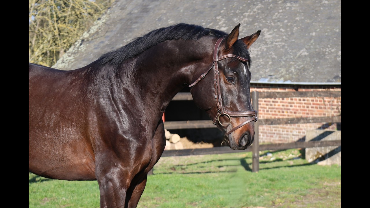 GK Quintus (Q-OXFORED QUALITY x LERONA) video 2