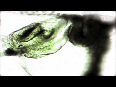 SHIV-R - Parasite (Repossession) (Official Filmclip)