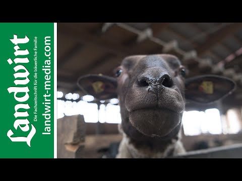 , title : 'Schafe richtig umsetzen | landwirt-media.com'