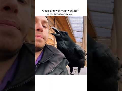 Funny Raven Gets VERY CHATTY with Pet Parent!