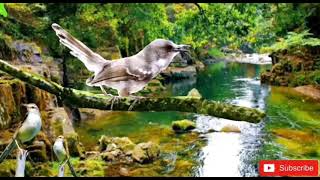 Download lagu CIBLEK NGEBREN  SUARA ISTIMEWA || plus gemericik air || ciblek macet/bisu jadi gacor ngebren mp3