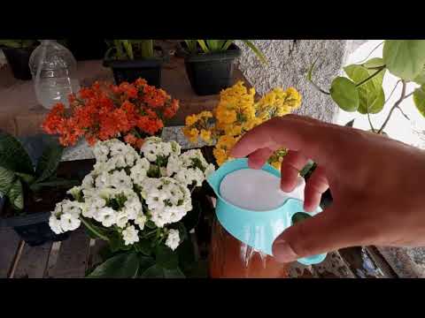 AMAZING!! Just 1 Spoon Makes Flowers Burst (Any Plant)