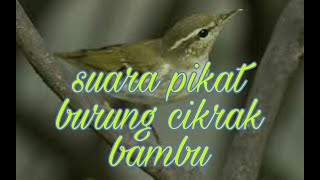 Download lagu Suara pikat burung cikrak bambu mp3