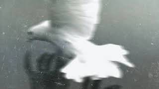 Hallelujah Music Video