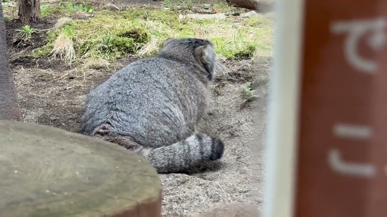 アブちゃんのゴロん！ゴロん！！　マヌルネコ　那須どうぶつ王国にて　2026年3月29日