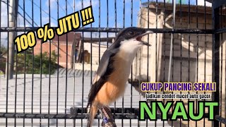 Download lagu cendet gacor HANDAL full BONGKAR EMOSI,, PANCINGAN CENDET AGAR BUNYI bikin BURUNG PENTET GACOR NYAUT mp3 Download lagu cendet gacor HANDAL full BONGKAR EMOSI,, PANCINGAN CENDET AGAR BUNYI bikin BURUNG PENTET GACOR NYAUT mp3