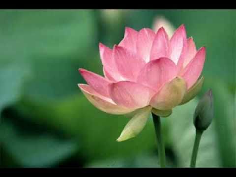 Le Lotus Hors De L`eau