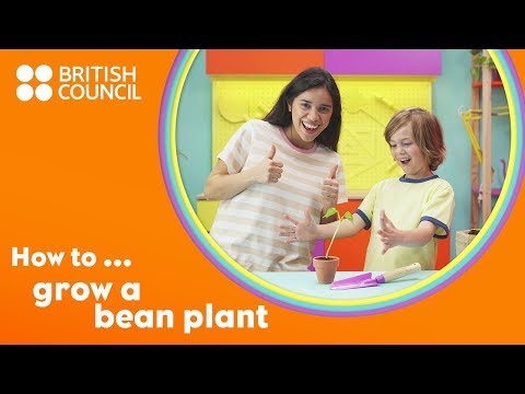 How to grow a bean plant
