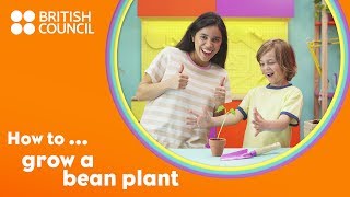 How to grow a bean plant