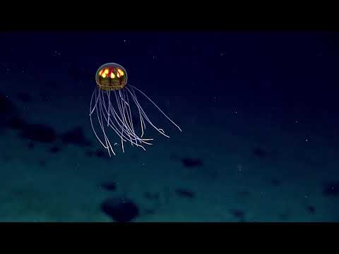Descubierta una nueva especie de medusa a 3700 metros de profundidad hqdefault - Descubierta una nueva especie de medusa a 3700 metros de profundidad