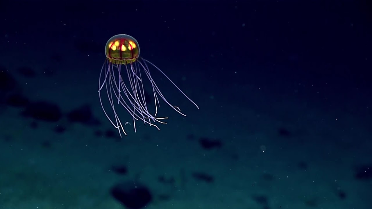 Jellyfish: 2016 Deepwater Exploration of the Marianas - YouTube