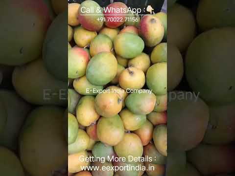 Badami fresh alphonso mango, wholesale