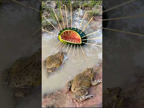 Survival Skills: SIMPLE Tips with Frog Trap #outdoors #survivals #bushcraft