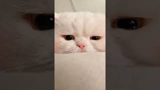 Download lagu Story Wa terbaru 2022, Sedih, kucing#story#terbaru#keren#kucing#sedih#quotes mp3