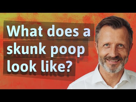 What does a skunk poop look like?