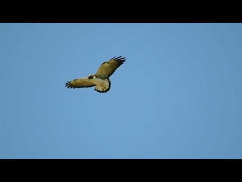 White-tailed Hawk soaring search food